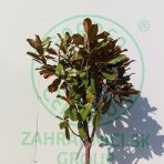 Magnólia veľkokvetá (Magnolia grandiflora Praecox) ´GOLIATH´ - výška 150-180 cm, obvod kmeňa 10/12 cm, kont. C30L (-21°C) - NA KMIENKU 